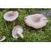Мицелий Млечника блеклого / Млечник вялый ( Lactarius vietus)